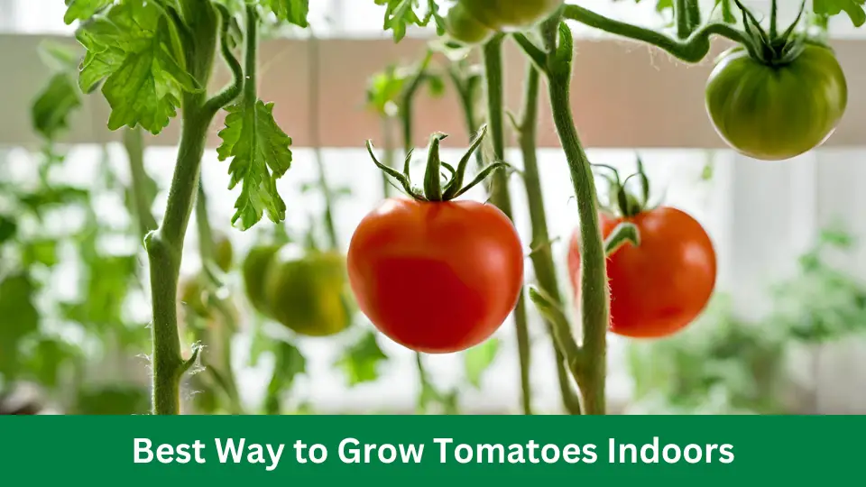 Best Way to Grow Tomatoes Indoors