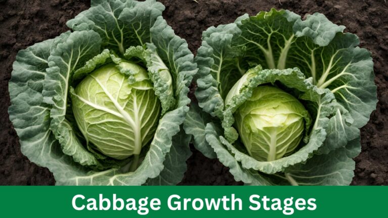 Cabbage Growth Stages: Essential Tips for Optimal Growth