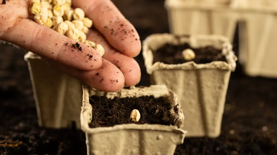 Choosing The Right Soil And Seeds
