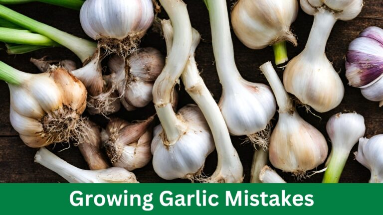 Growing Garlic Mistakes: Avoid These Common Pitfalls