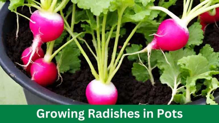 Growing Radishes in Pots : 5 Tips for Successful Gardening
