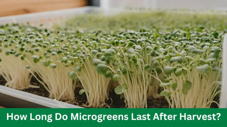 How Long Do Microgreens Last After Harvest?