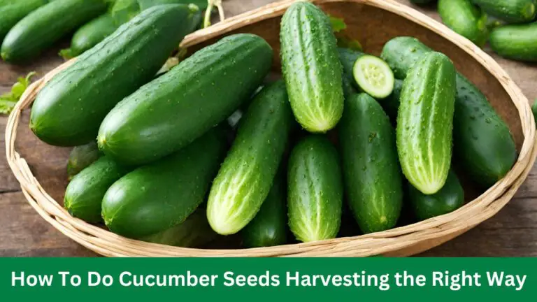 How To Do Cucumber Seeds Harvesting the Right Way