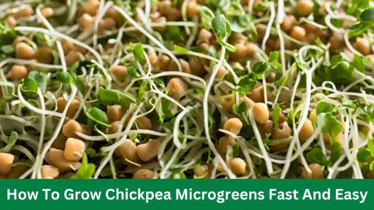 How To Grow Chickpea Microgreens Fast And Easy