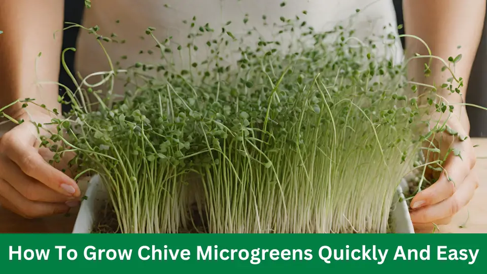 How To Grow Chive Microgreens Quickly And Easy