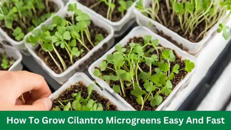 How To Grow Cilantro Microgreens Easy And Fast