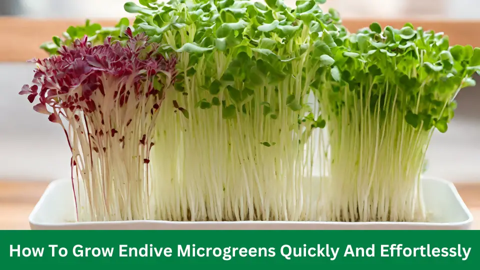 How To Grow Endive Microgreens Quickly And Effortlessly