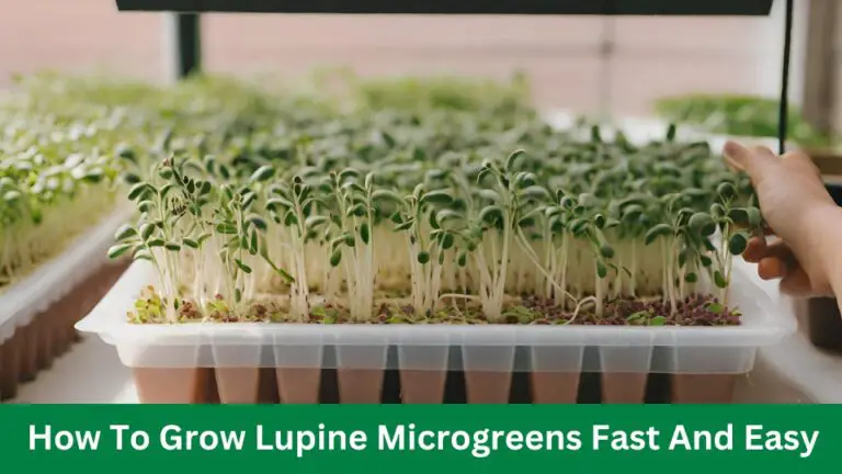 How To Grow Lupine Microgreens Fast And Easy
