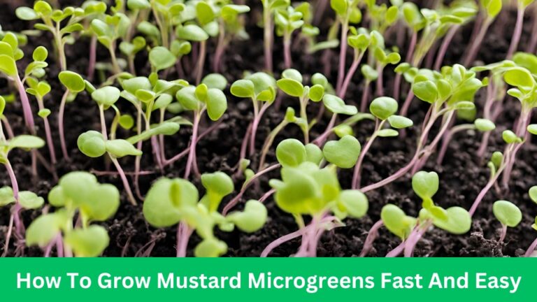 How To Grow Mustard Microgreens Fast And Easy