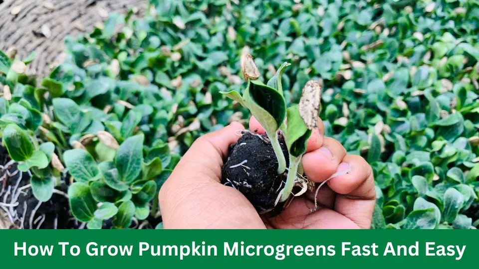 How To Grow Pumpkin Microgreens Fast And Easy
