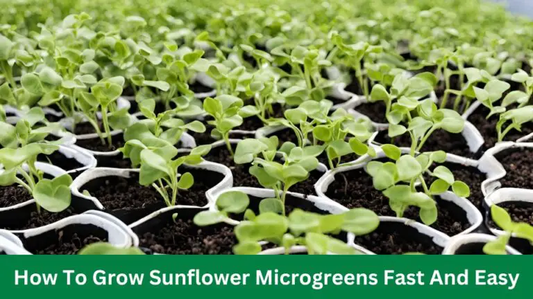 How To Grow Sunflower Microgreens Fast And Easy