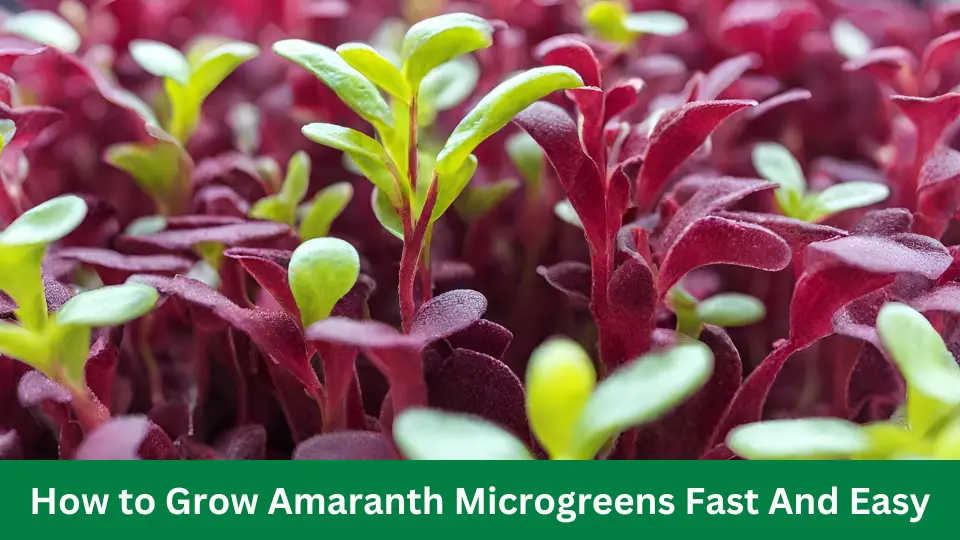 How to Grow Amaranth Microgreens Fast And Easy