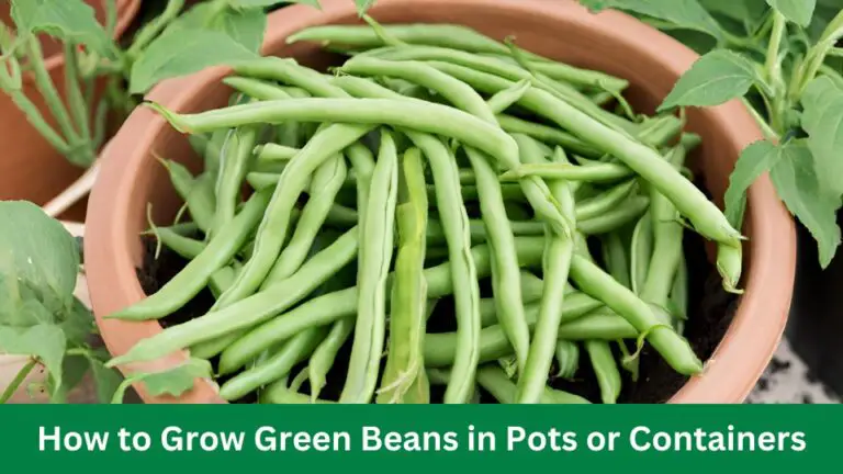 How to Grow Green Beans in Pots or Containers