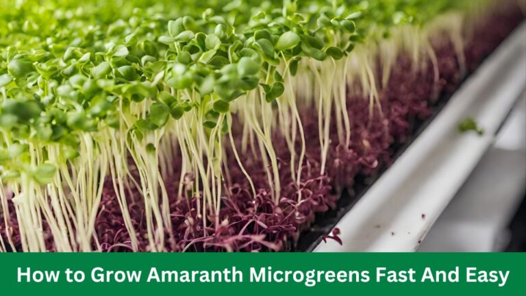 How to Grow Hydroponic Microgreens Fast And Easy