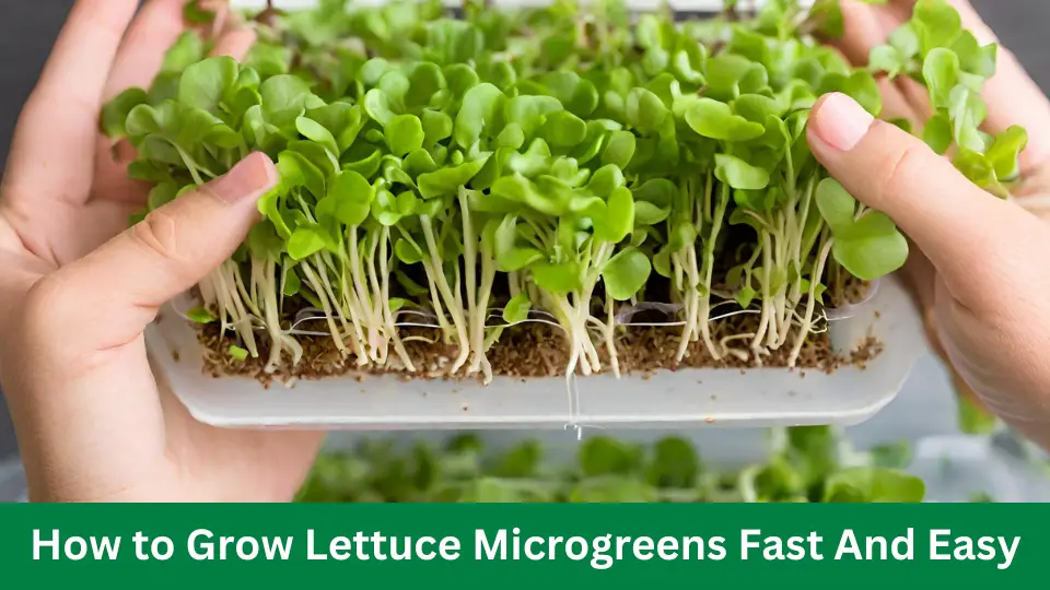 How to Grow Lettuce Microgreens Fast And Easy