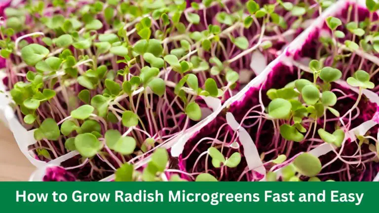 How to Grow Radish Microgreens Fast and Easy