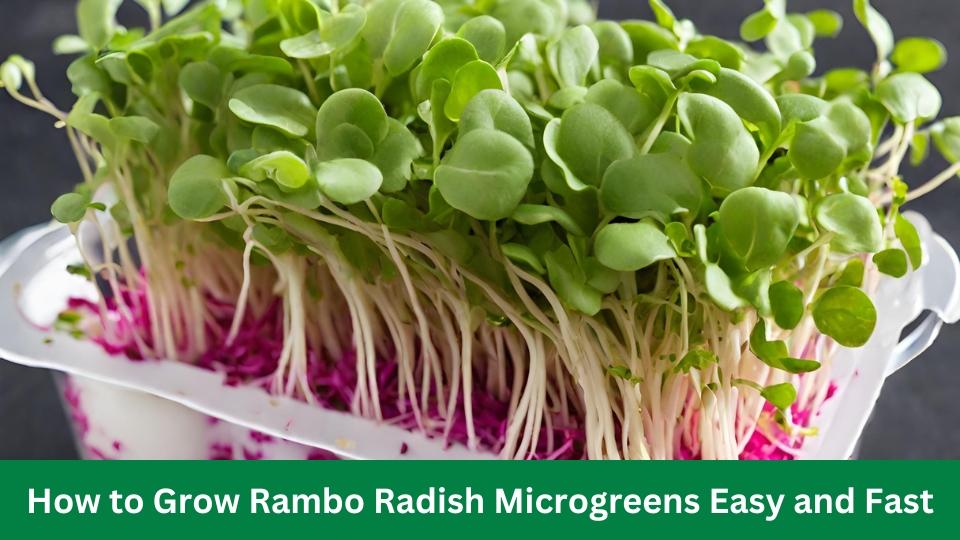 How to Grow Rambo Radish Microgreens Easy and Fast