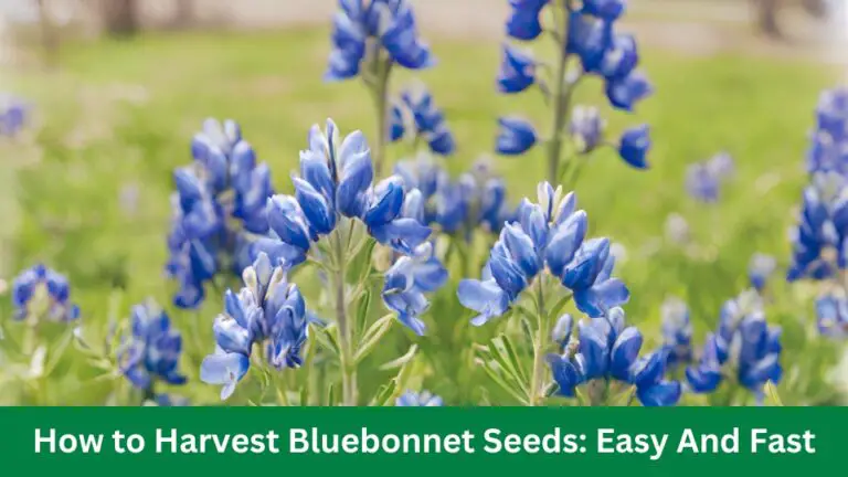 How to Harvest Bluebonnet Seeds: Easy And Fast
