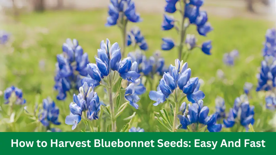 How to Harvest Bluebonnet Seeds