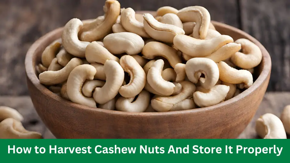 How to Harvest Cashew Nuts And Store It Properly