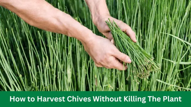 How to Harvest Chives Without Killing The Plant