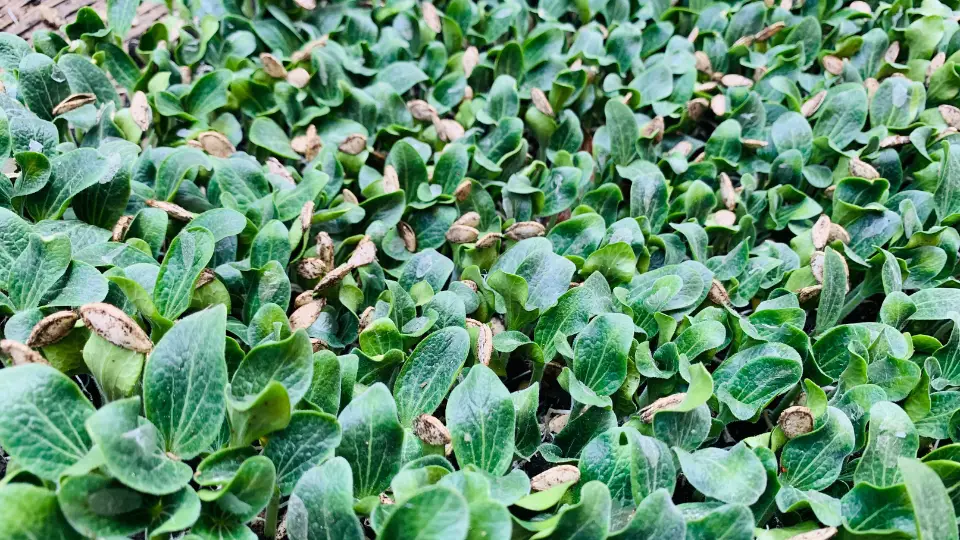 Maximizing Pumpkin Microgreens Yield