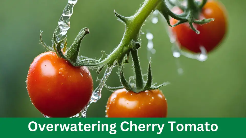 Overwatering Cherry Tomato