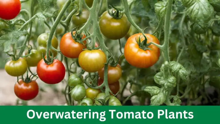 Overwatering Tomato Plants : Signs, Fixes, & Prevention 2024