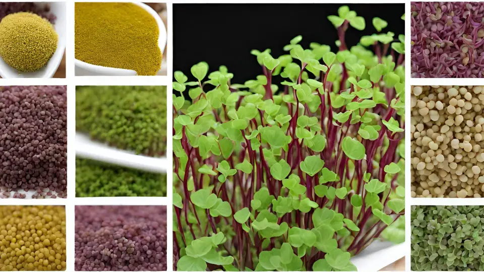 Choosing The Right Mustard Microgreen Seeds