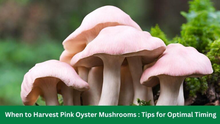 When to Harvest Pink Oyster Mushrooms : Tips for Optimal Timing