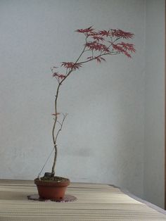 Japanese Indoor Plants