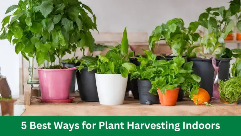 5 Best Ways for Plant Harvesting Indoors