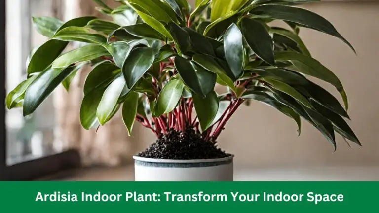Ardisia Indoor Plant: Transform Your Indoor Space