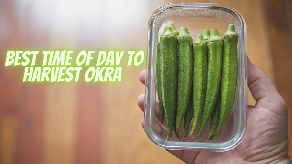 Best Time Of Day To Harvest Okra