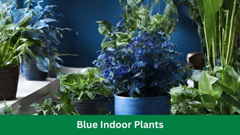 Blue Indoor Plants: Transform Your Home With Plants