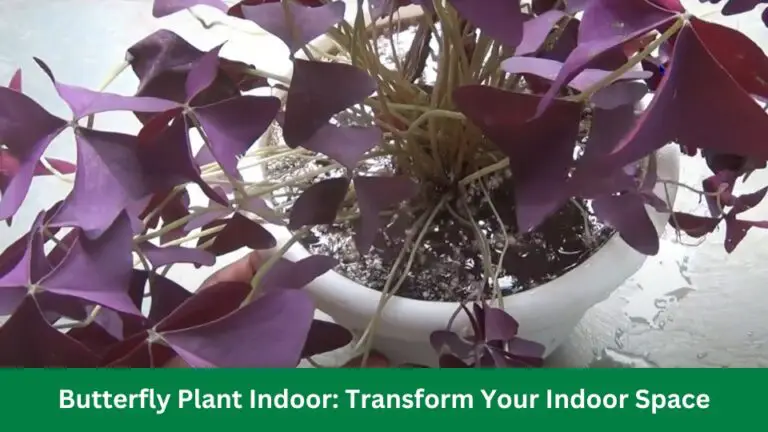 Butterfly Plant Indoor: Transform Your Indoor Space