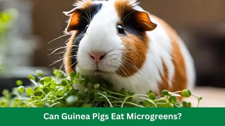 Can Guinea Pigs Eat Microgreens? 8 Nutrient Boost Revealed!
