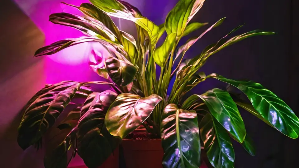 Choosing The Right UV Light For Your Plants
