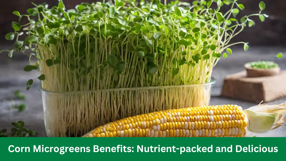 Corn Microgreens Benefits Nutrient-packed and Delicious