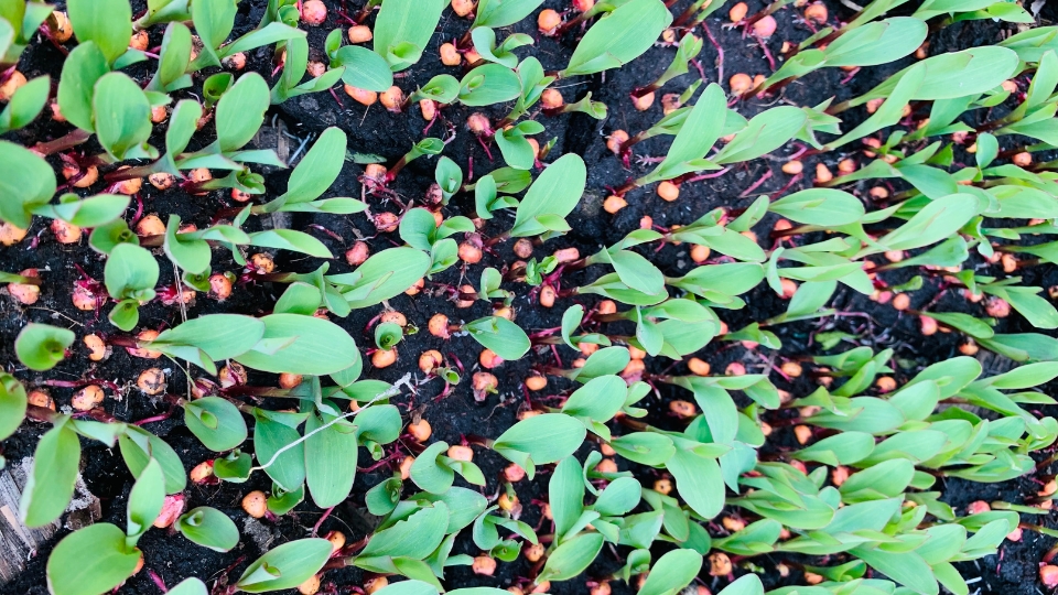 Corn Variety For Microgreens