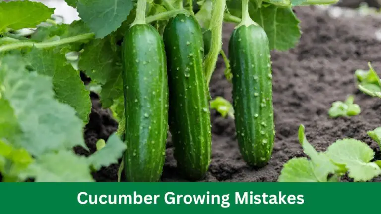 Cucumber Growing Mistakes: Avoid These Pitfalls for Success