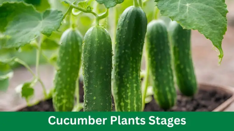 Cucumber Plants Stages: Healthy With These 5 Growth Tips