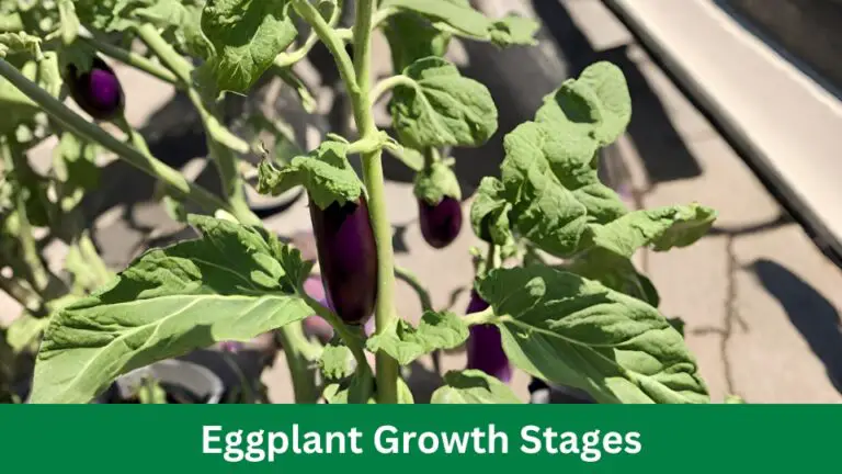 Eggplant Growth Stages: A Step-by-Step Guide