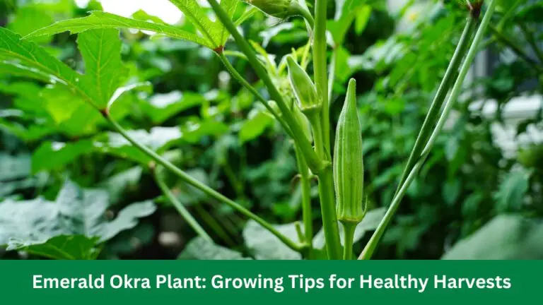 Emerald Okra Plant: Growing Tips for Healthy Harvests