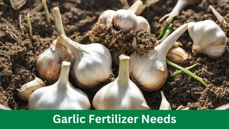 Garlic Fertilizer Needs: 5 Tips for Thriving Growth