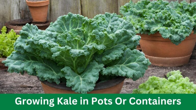 10 Tips For Growing Kale in Pots Or Containers