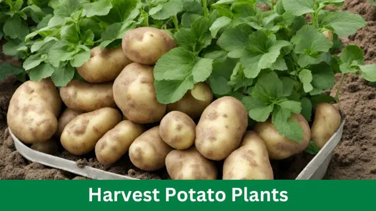 Harvest Potato Plants: 5 Expert Tips for Bountiful Yields
