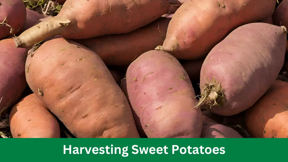 Harvesting Sweet Potatoes