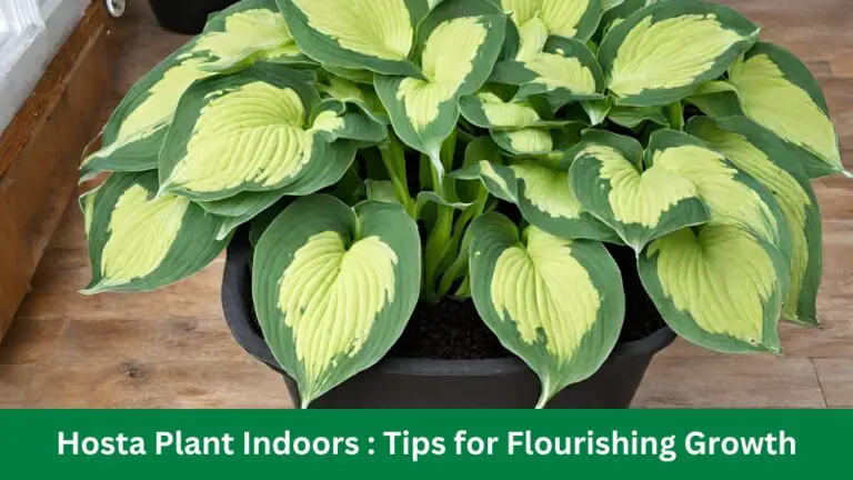 Hosta Plant Indoors : 13 Tips for Flourishing Growth