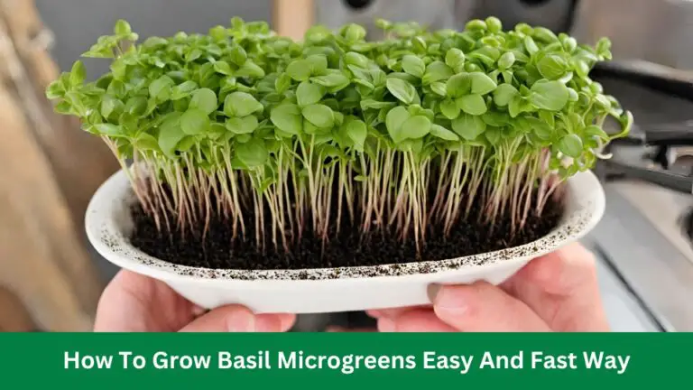 How To Grow Basil Microgreens Easy And Fast Way